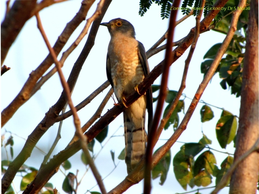  Brainfever or Common Hawk Cuckoo